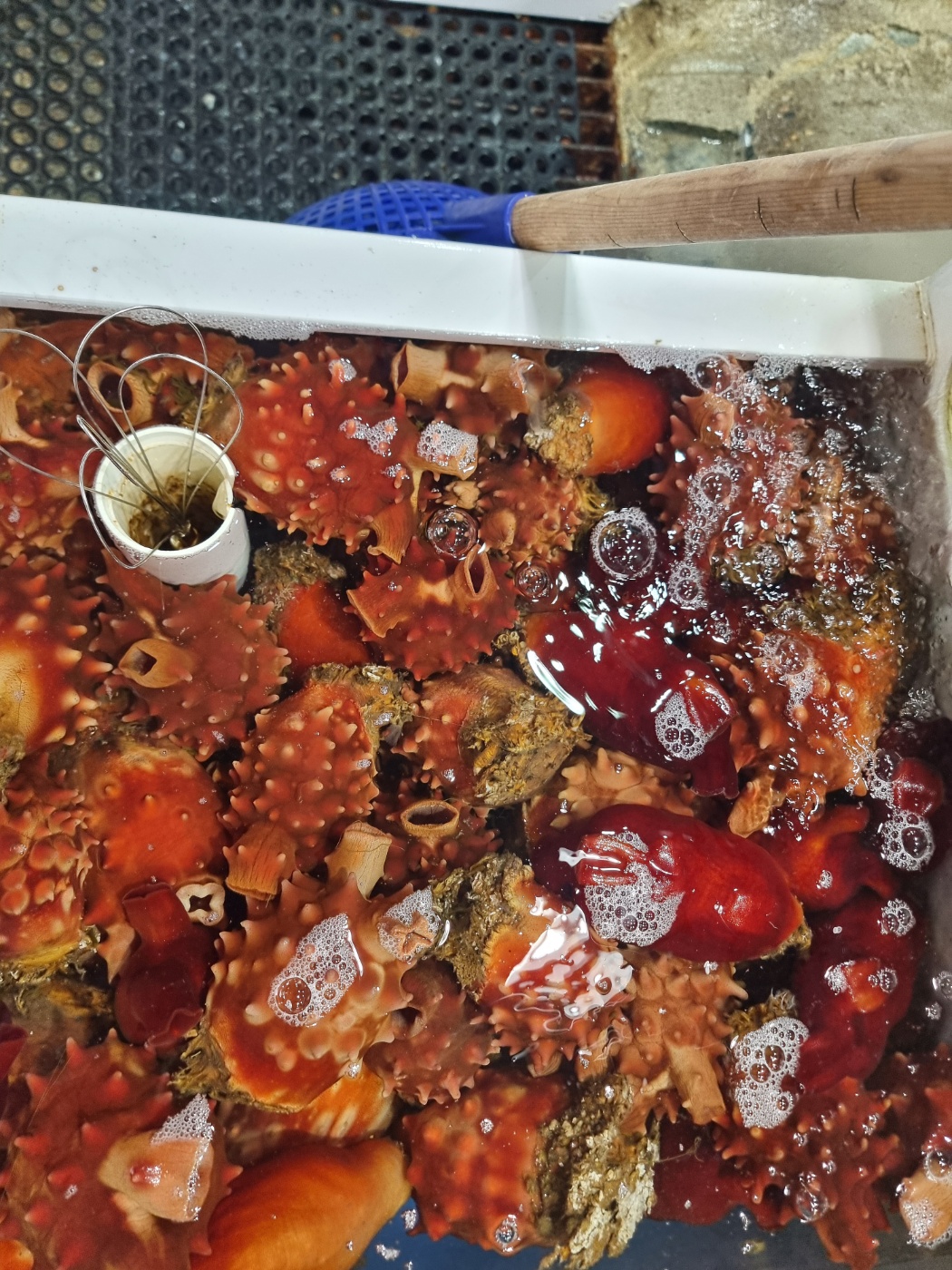 [강원 속초시] 설악항 해성호 맛집 체험단