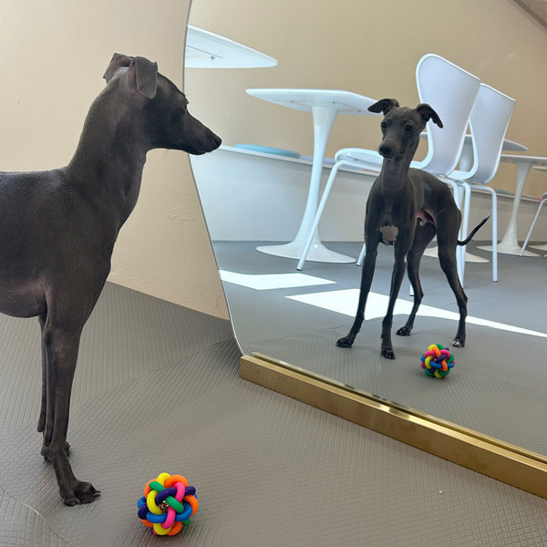 [서울/중랑구] 멍도레