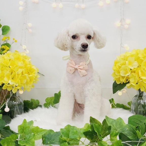 [광주 광산] 뚱몽이네