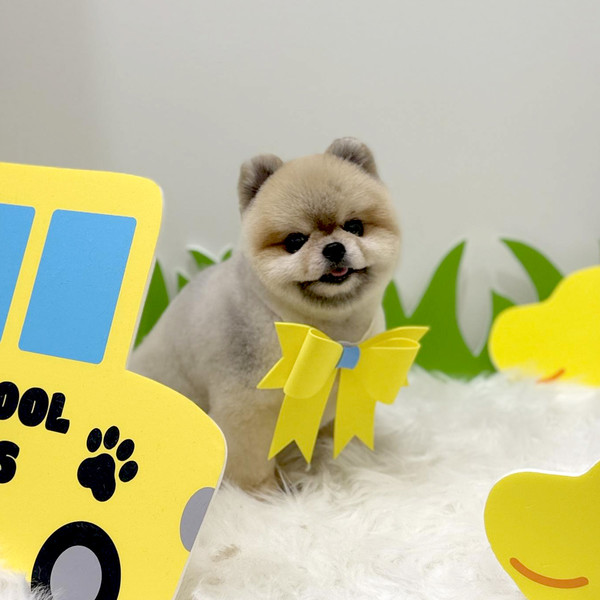 [부산 부산진구] 미찌동펫