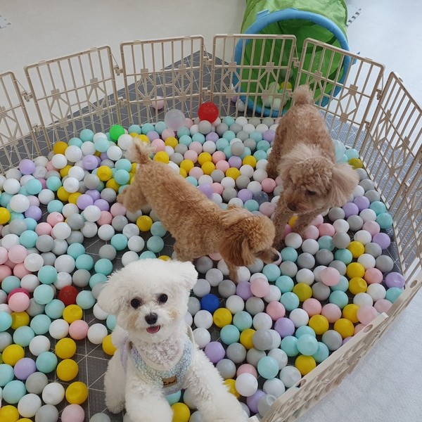 [경기 화성] 스마일댕