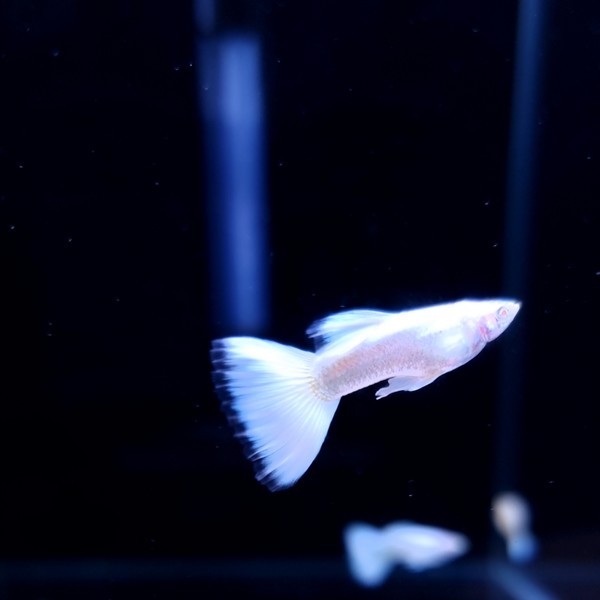 [세종] 도댕아쿠아