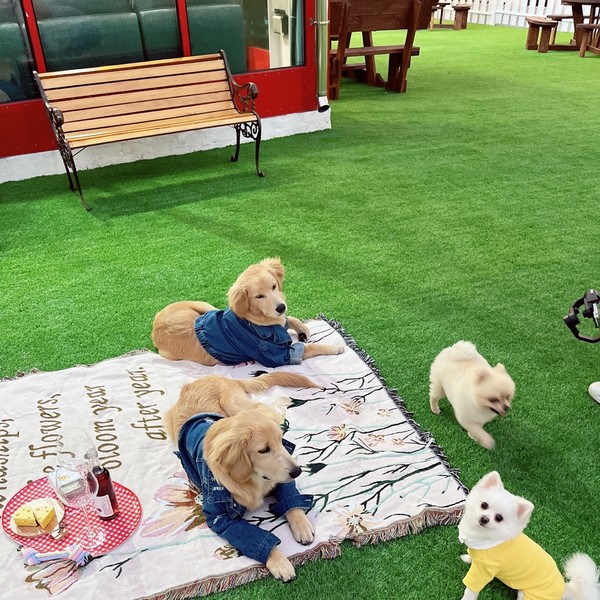 [경기 김포] 오늘도 난 삐딱하개