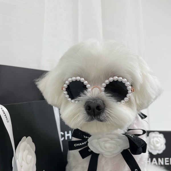 [경기 광주] 털복숭이친구들