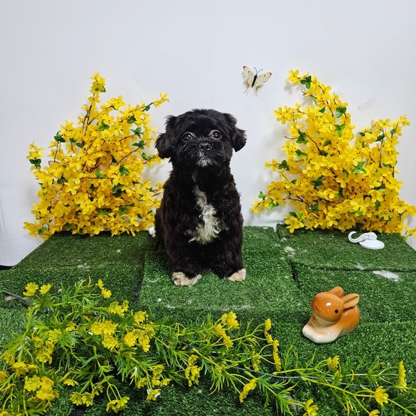 [인천 남동구] 뽀송하개