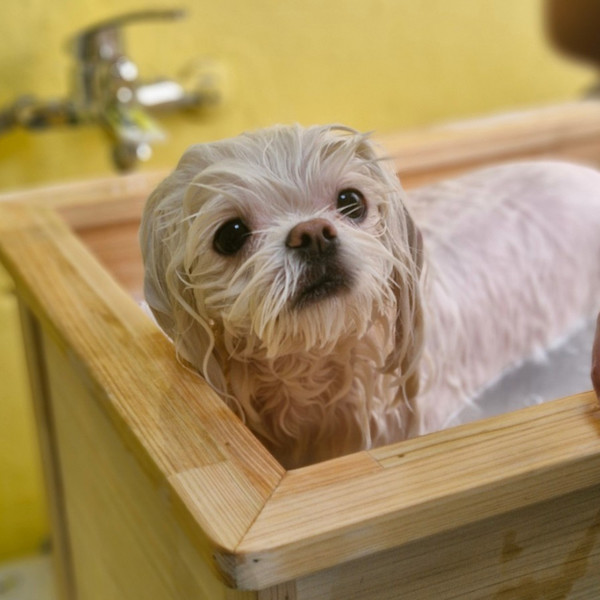 [울산 동구] 댕냥테라피