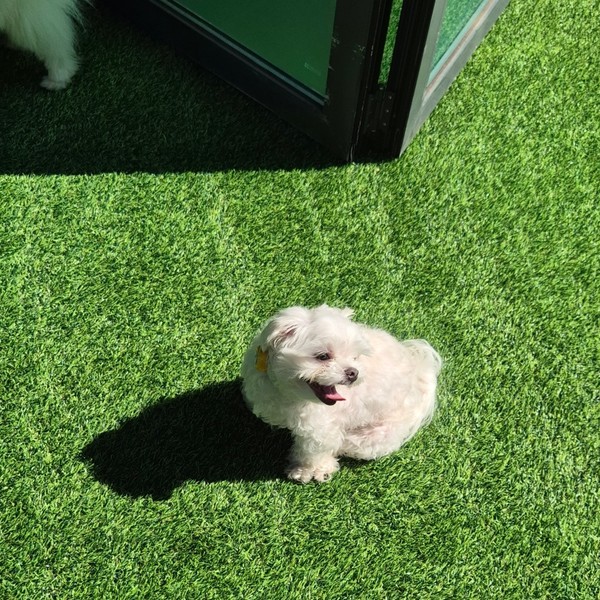 [강원 원주] 푸젤강아지유치원