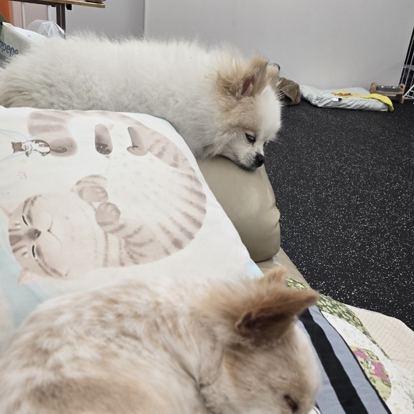 [서울 양천구] 꼬마네 펫 데이케어센터