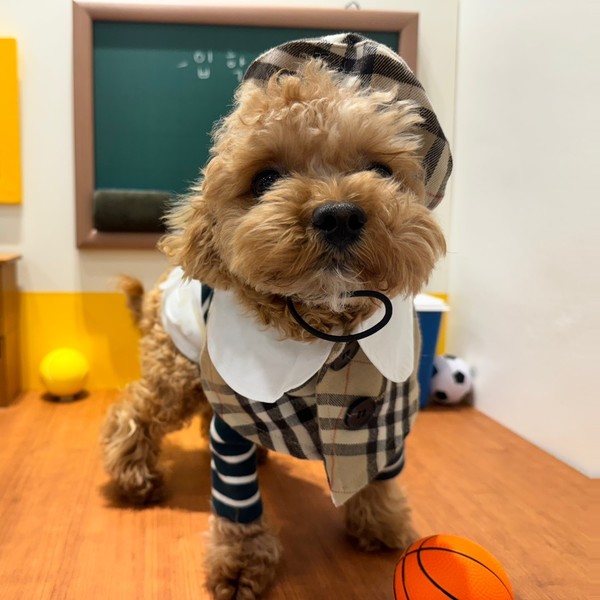 [경기 의정부] 데일리댕댕